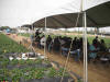 UC Field Day